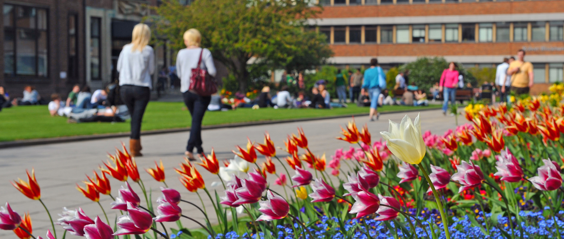 University of Hull Campus tulips